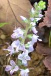 Veronica officinalis