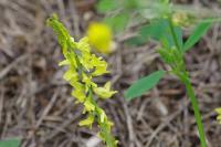 Melilotus officinalis