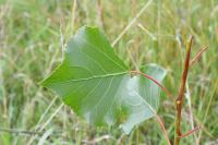 Populus nigra