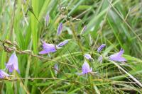 Campanula rapunculus