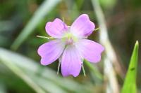Geranium columbinum