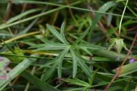 Geranium columbinum