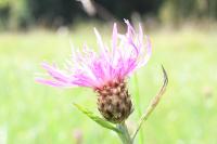 Centaurea jacea