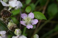 Rubus