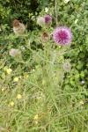 Cirsium eriophorum