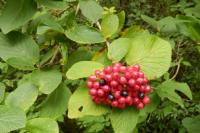 Viburnum lantana