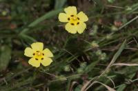Tuberaria guttata