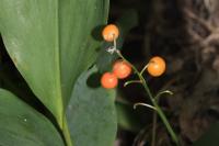 Convallaria majalis