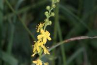 Agrimonia eupatoria