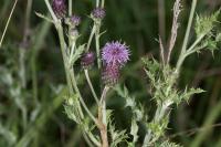 Cirsium arvense