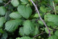 Rubus