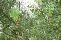 Pinus pinaster