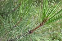 Pinus pinaster