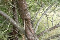 Pinus pinaster
