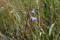 Campanula rapunculus