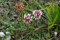 Trifolium repens