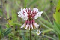 Trifolium repens