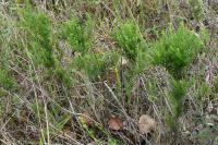 Galium verum