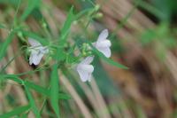Linaria repens