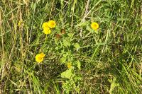 Pulicaria dysenterica