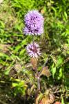 Mentha aquatica