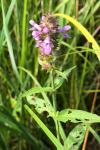 Stachys palustris