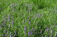Vicia cracca