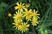 Jacobaea aquatica