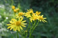Jacobaea aquatica