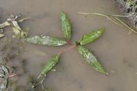 Persicaria amphibia