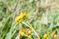 Jacobaea aquatica