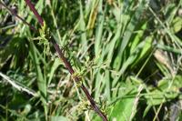 Jacobaea aquatica