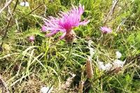 Centaurea jacea