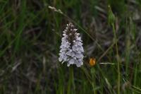Dactylorhiza maculata