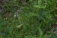 Dactylorhiza maculata