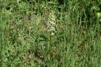 Platanthera bifolia