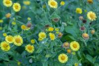 Pulicaria dysenterica