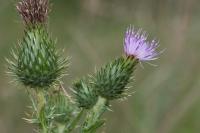 Cirsium vulgare