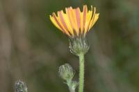 Picris hieracioides