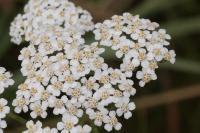 Achillea millefolium