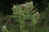Cirsium oleraceum