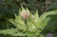 Cirsium oleraceum