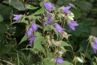 Campanula trachelium