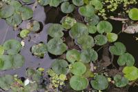 Hydrocharis morsus-ranae