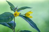 Lysimachia vulgaris