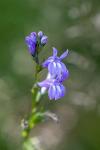 Lobelia urens
