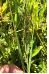 Echinochloa crus-galli