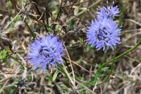 Jasione montana