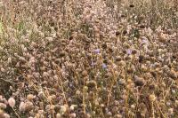 Jasione montana