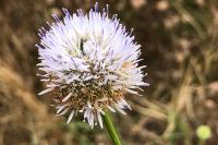 Jasione montana
